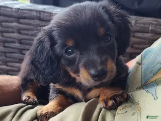 Miniature Dachshund dogs Fern - Ad 17