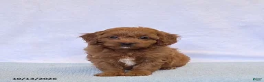 Cookie