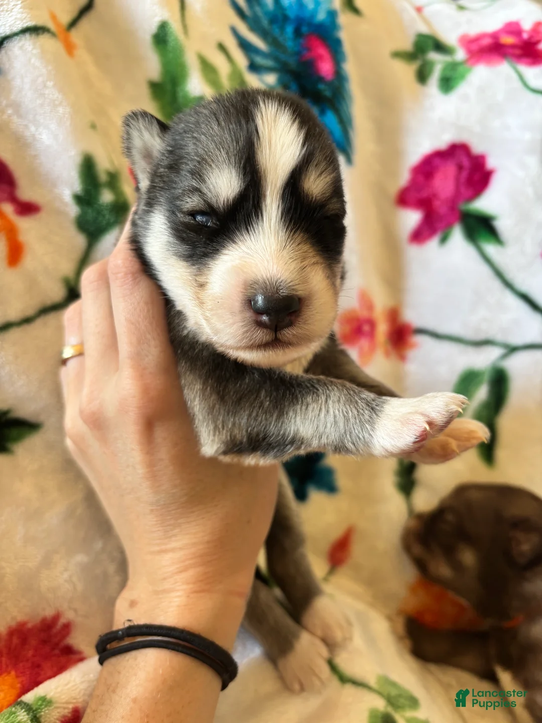 Siberian Husky dogs for sale: Red collar male - Ad 2