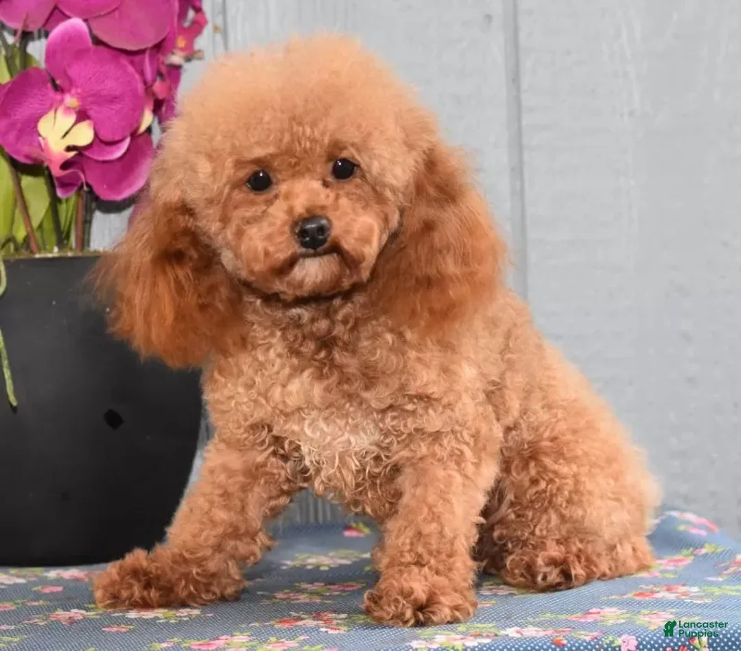 Bichpoo dogs for sale: Fisher - Ad 7