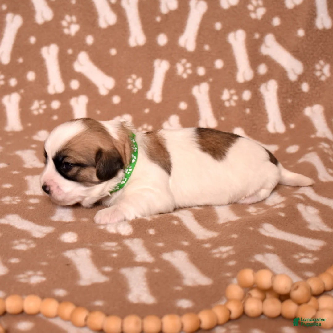 Coton De Tulear dogs for sale: Sabre - Ad 6