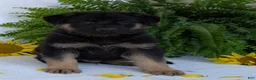 German Shepherd dogs for sale: Bullet  - Ad 5
