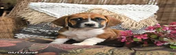 Mixed Breed dogs for sale: Pecan - Ad 3