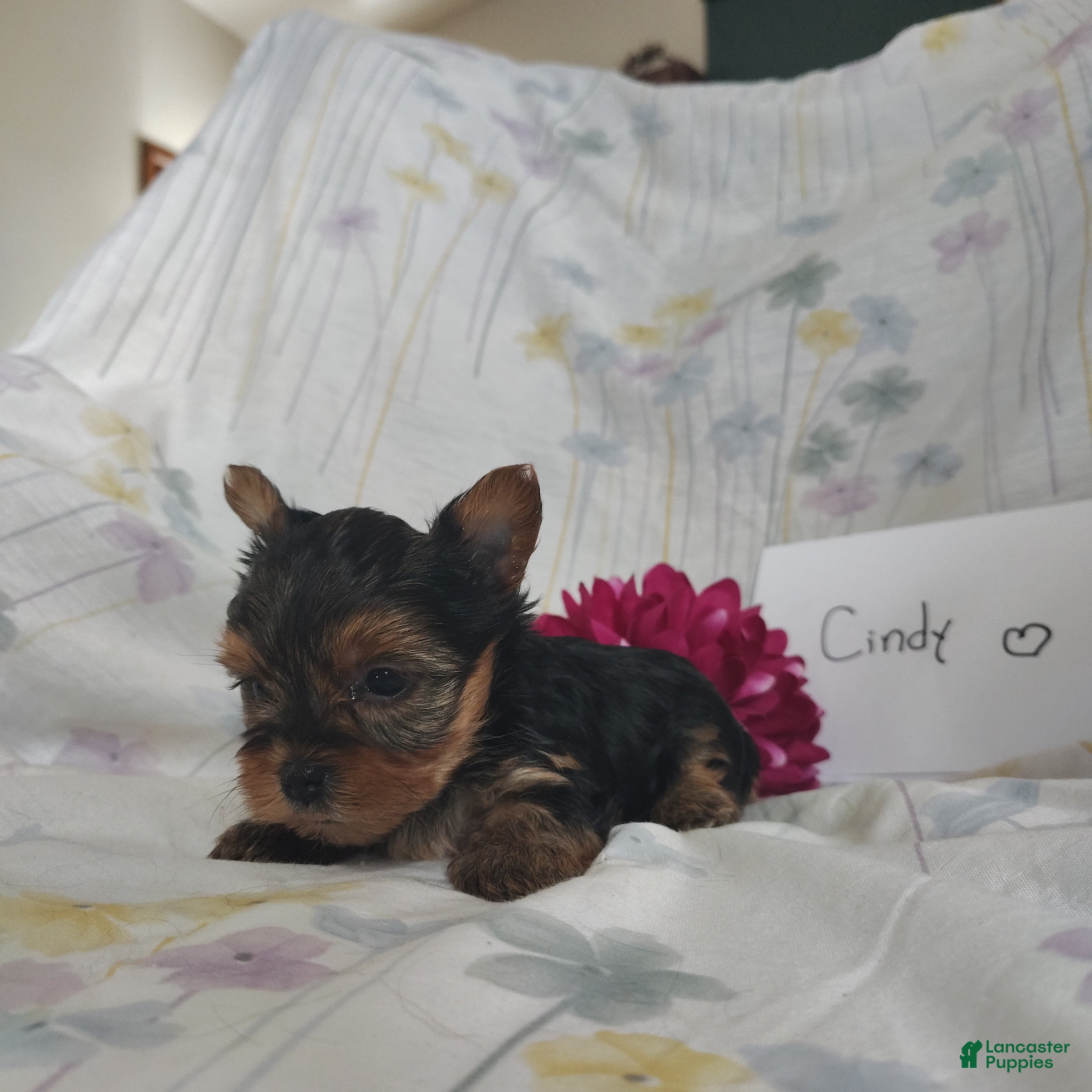 Yorkshire Terrier dogs Cindy - Ad 33