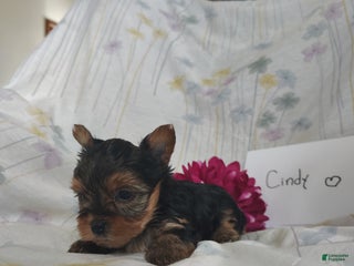 Yorkshire Terrier dogs Cindy - Ad 6