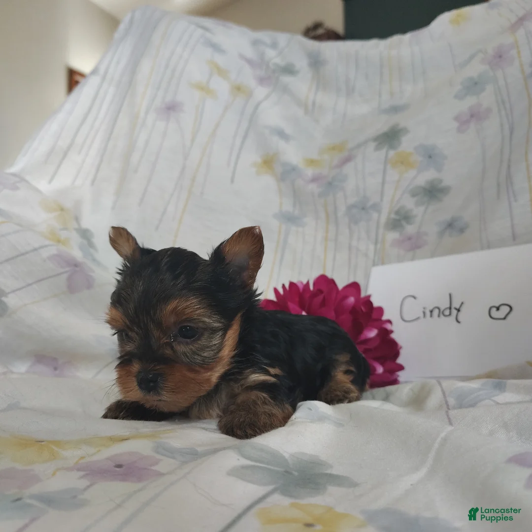Yorkshire Terrier dogs for sale: Charlie - Ad 12