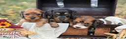 Miniature Dachshund dogs for sale: Black & Tan long hair - Ad 4