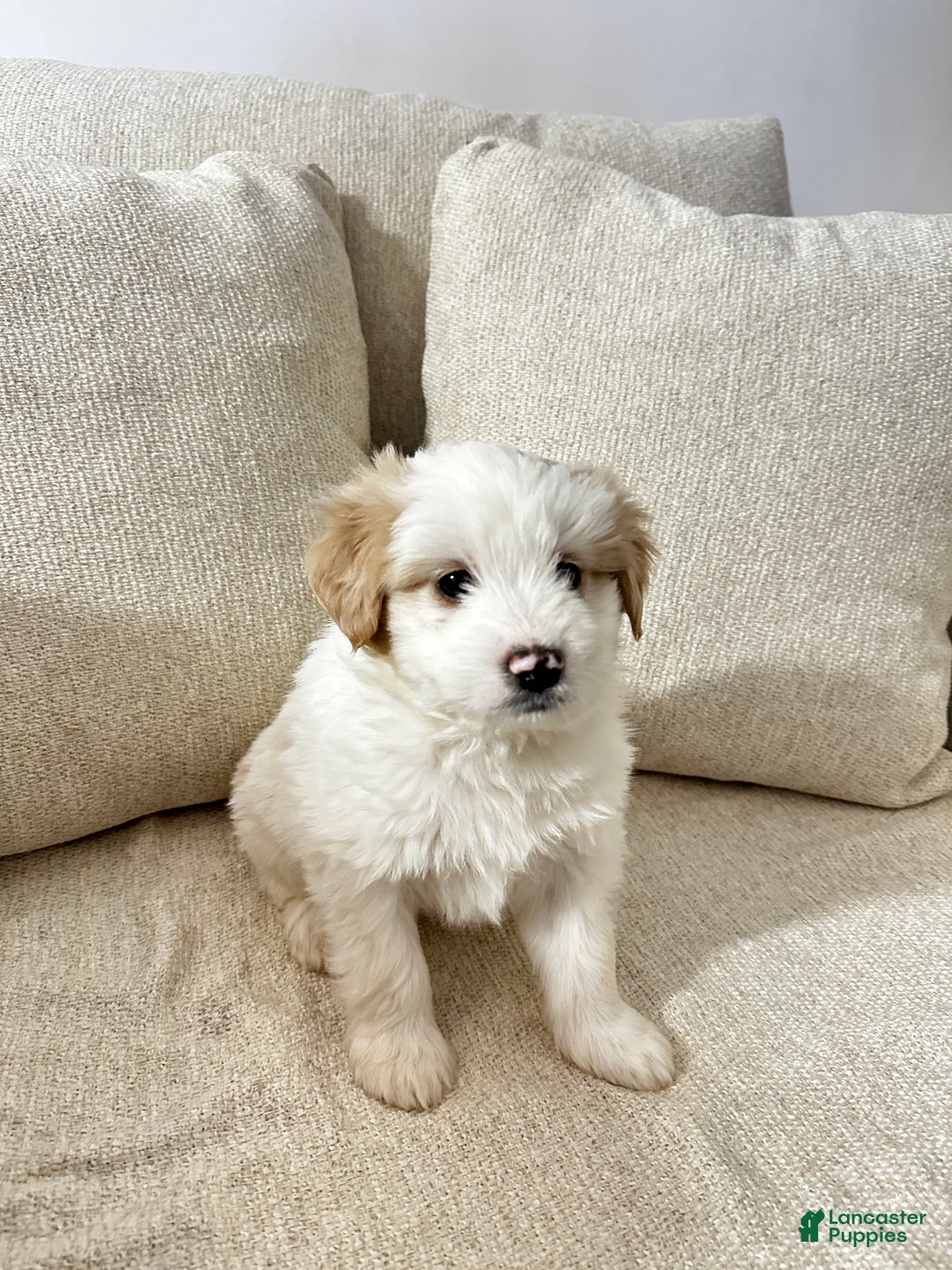Mixed Breed dogs for sale: Jackson - Ad 1
