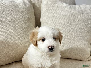 Mixed Breed dogs Jackson - Ad 24