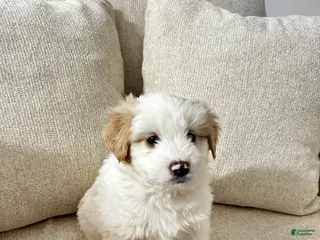 Mixed Breed dogs Jackson - Ad 42