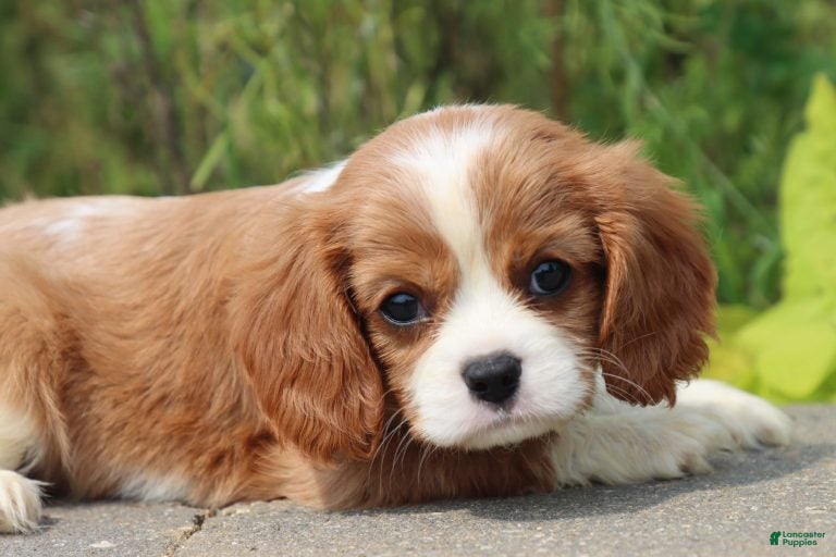 Cavalier King Charles Spaniel dogs Scott - Ad 1