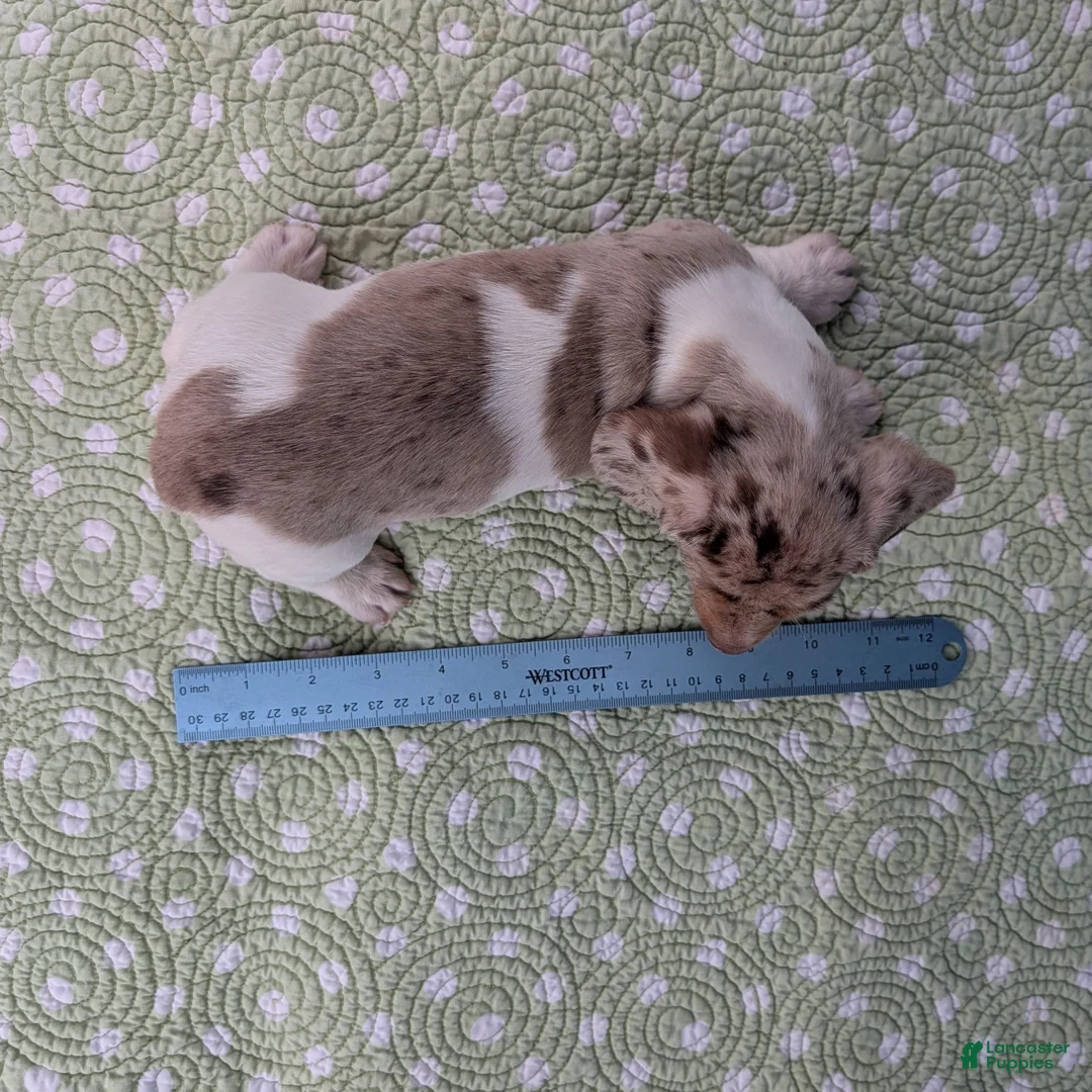 Miniature Dachshund dogs for sale: Cream - Ad 10