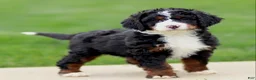 Bernedoodle dogs for sale: Eliana - Ad 3