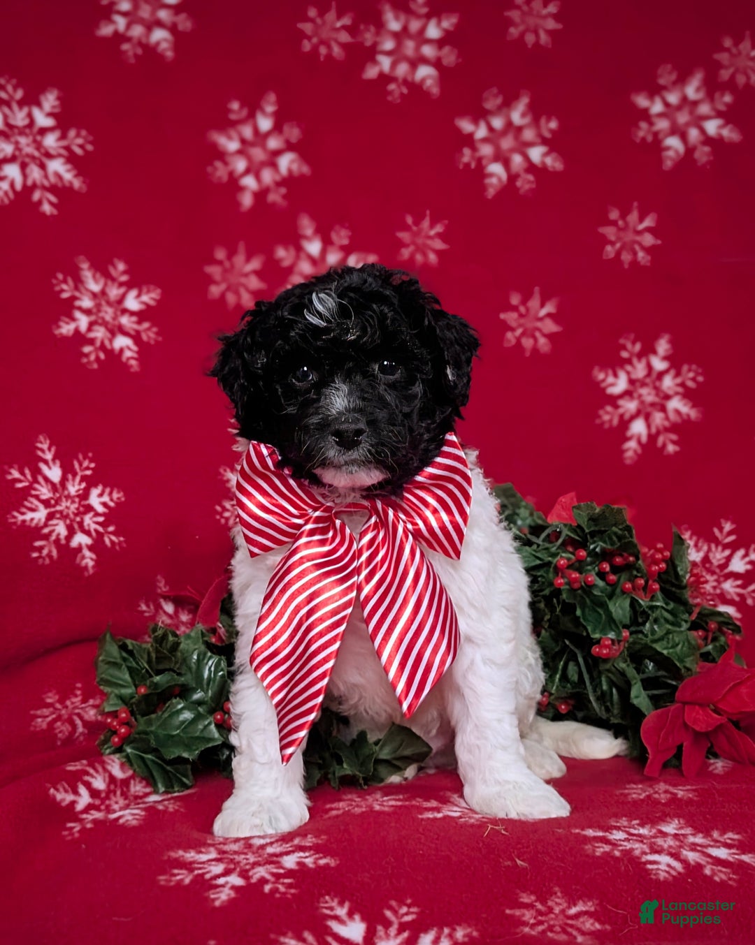 Mini Bernedoodle dogs for sale: Andre Hypoallergenic Ready for Christmas - Ad 2