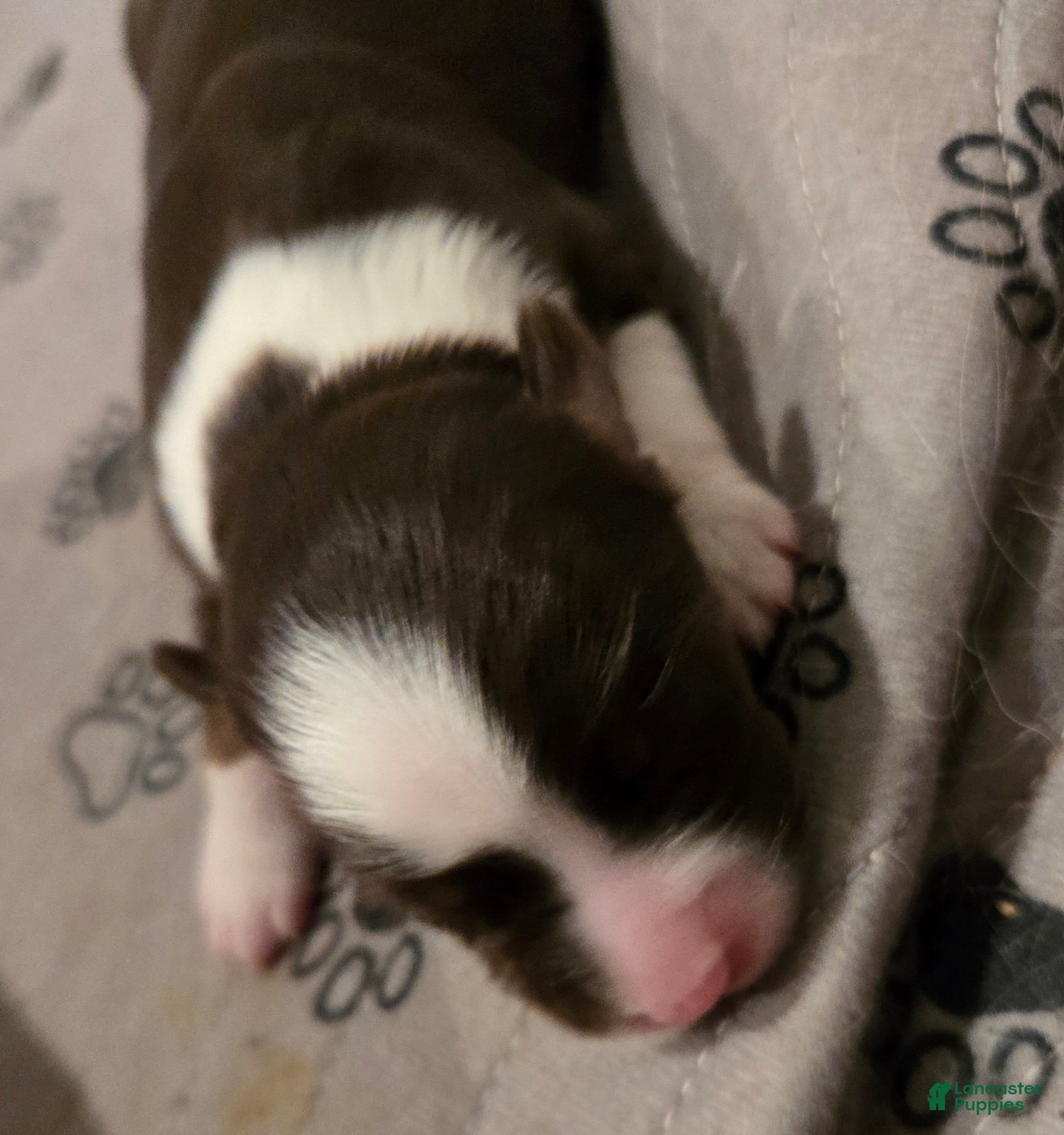 Australian Shepherd dogs Australian Shepherd 7 - Ad 39