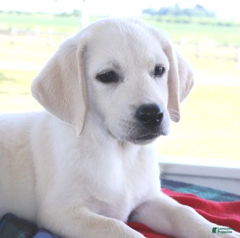 Labrador Retriever dogs for sale: Bruno -Special price - Ad 1