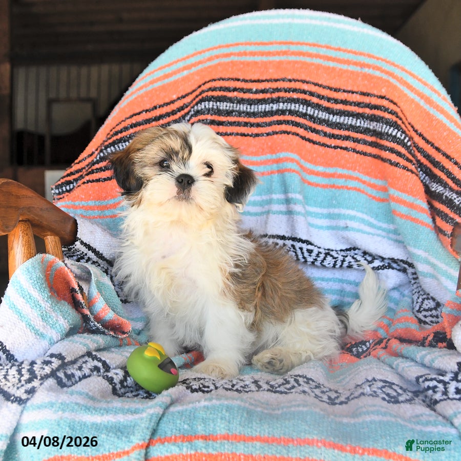 Shih Tzu dogs Washington - Ad 1