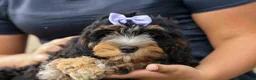 Cavapoo dogs for sale: Lainey❤️  - Ad 5