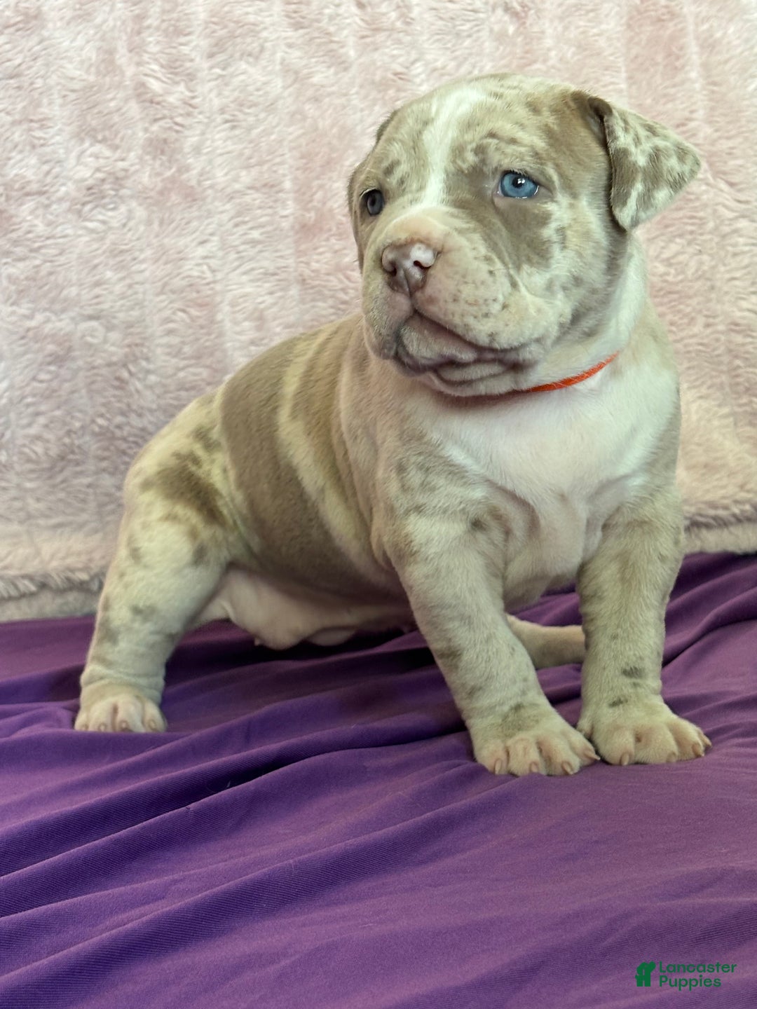 American Bully dogs for sale: FIJI The XL Bully - Ad 2