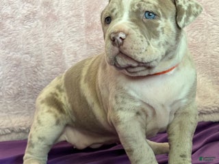 American Bully dogs FIJI - Ad 4
