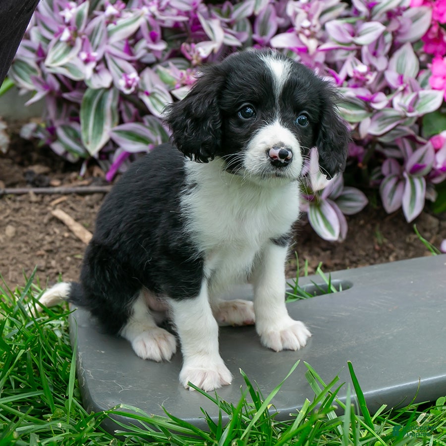 Bernedoodle dogs Benny - Ad 2