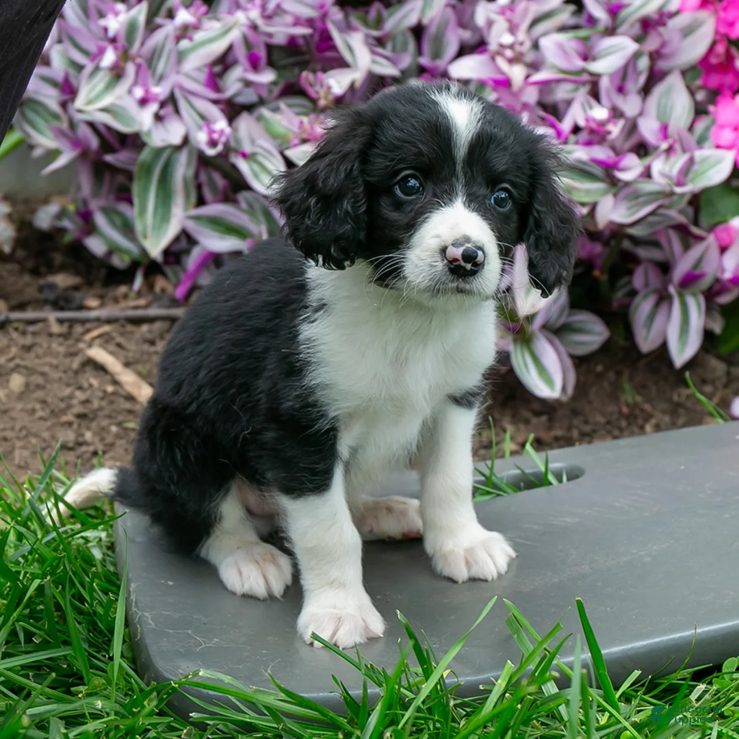 Bernedoodle dogs for sale: Benny - Ad 2
