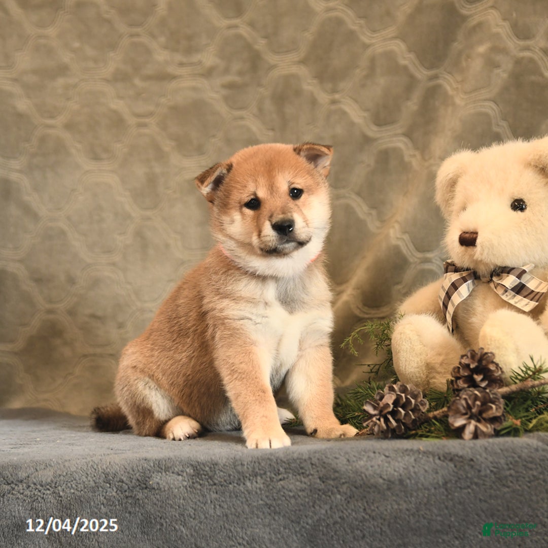 Shiba Inu dogs for sale: Taffy - Ad 1