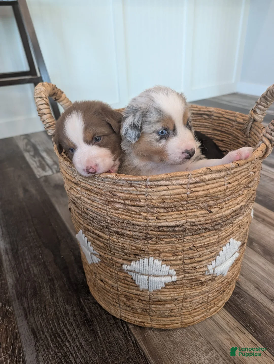 Australian Shepherd dogs for sale: Sterling White - Ad 2