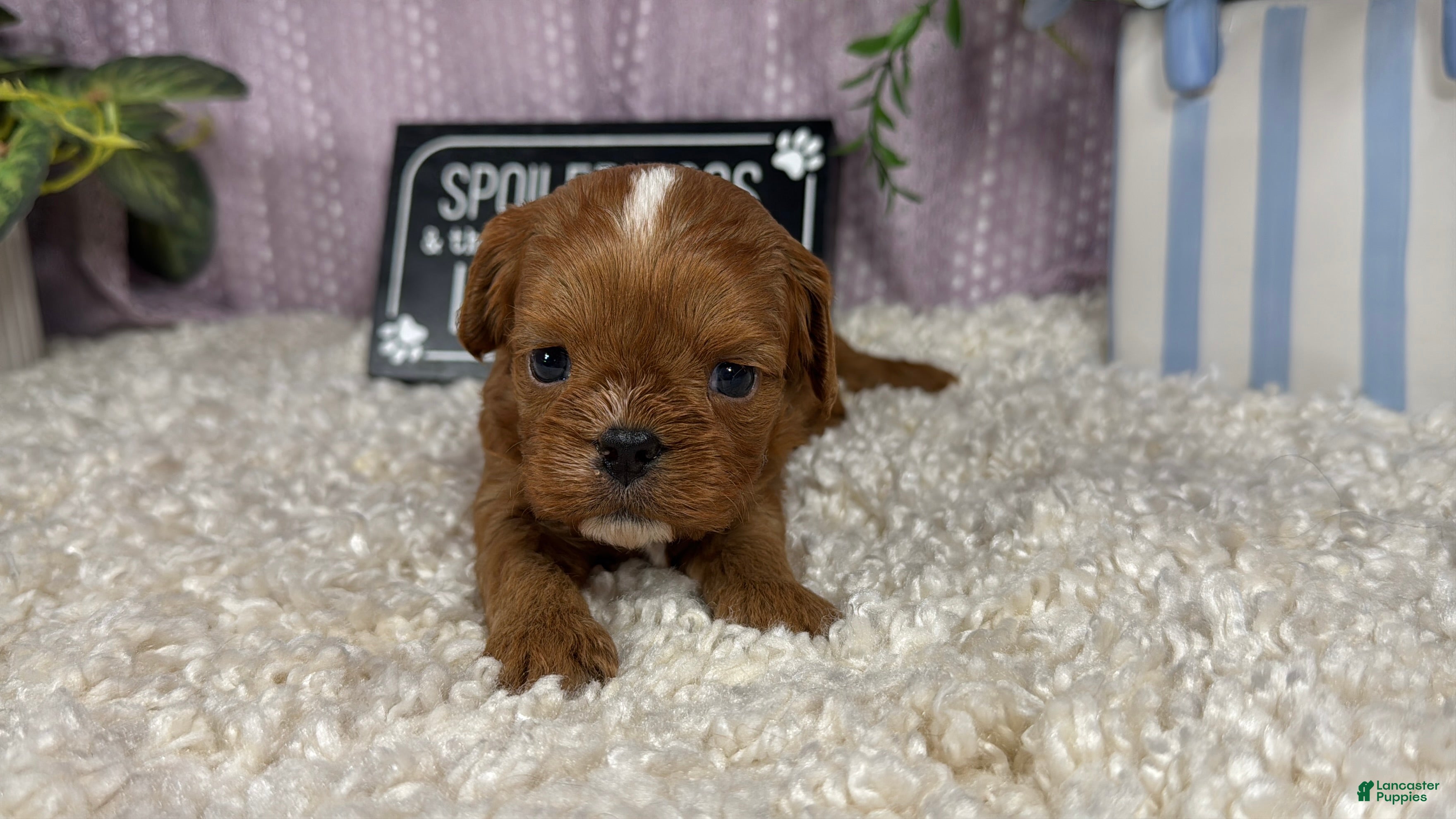 Cavapoo dogs Cavapoo 3 - Ad 24
