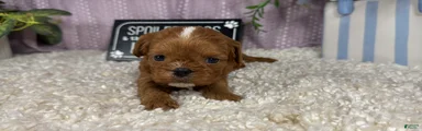 Cavapoo 3