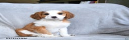 Mixed Breed dogs for sale: Benji - Ad 2