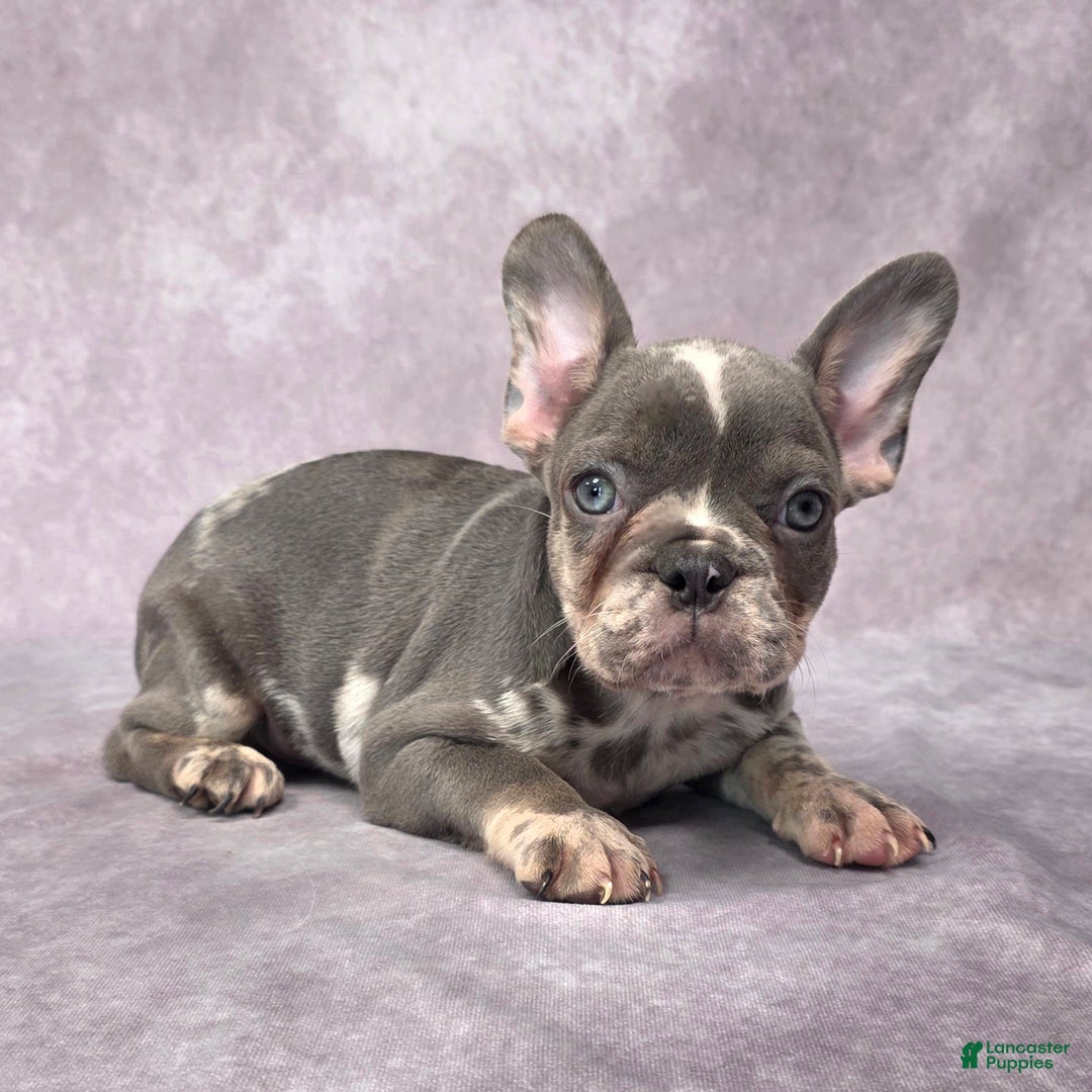 French Bulldog dogs for sale: Logan - Ad 4
