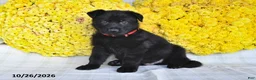 German Shepherd dogs for sale: Orion - Ad 1