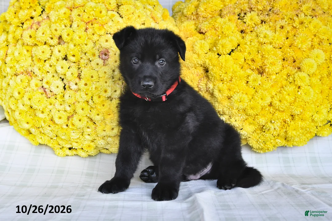German Shepherd dogs for sale: Orion - Ad 1