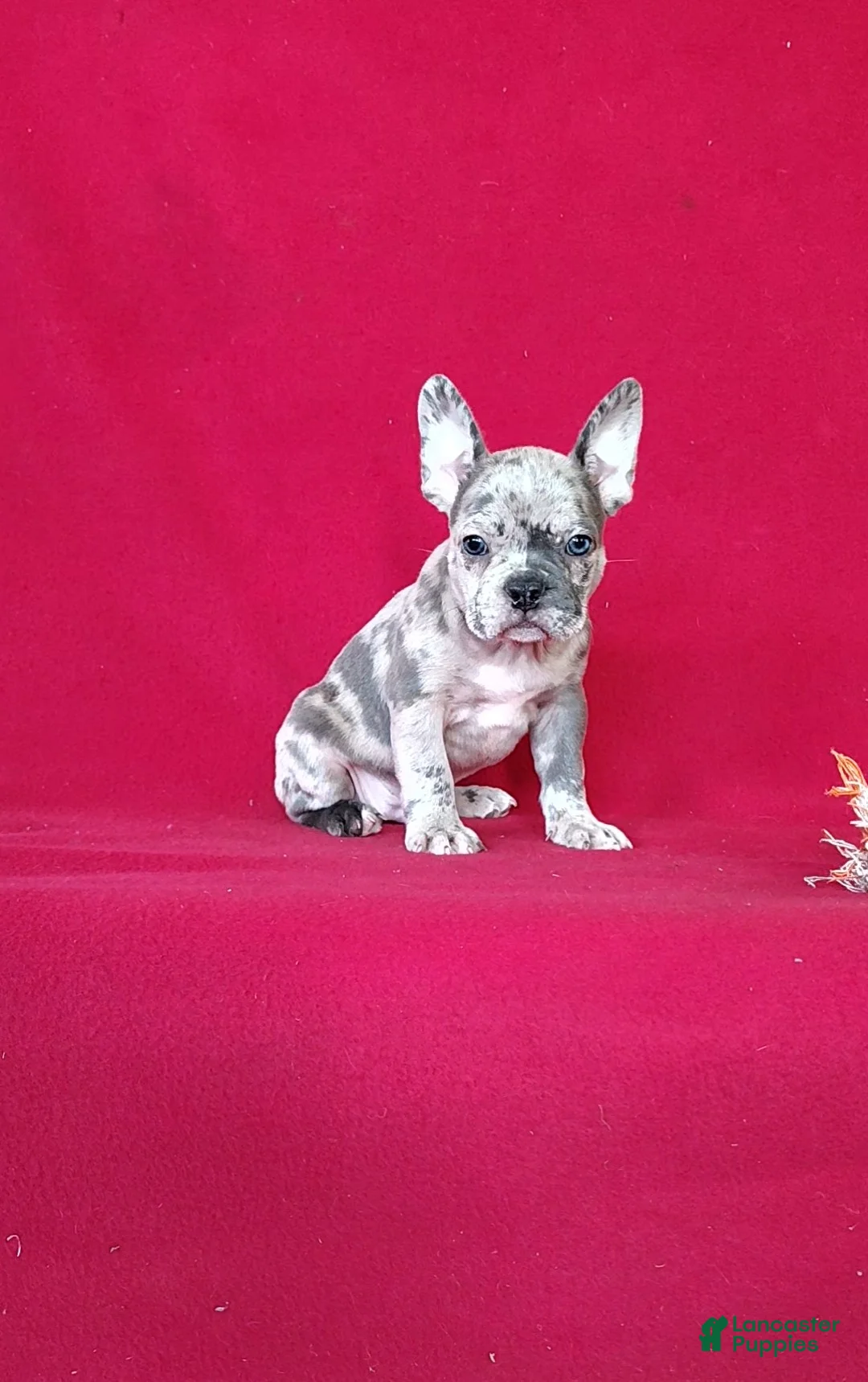 Frenchton dogs for sale: Brock - Ad 1