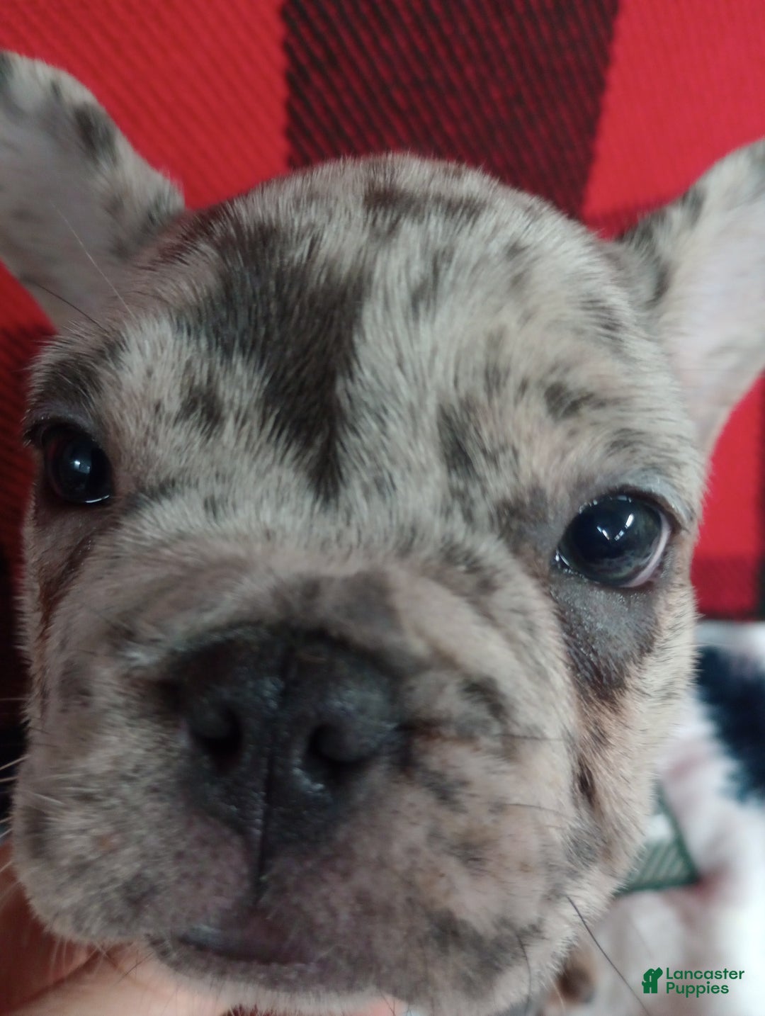 French Bulldog dogs for sale: Iyla  - Ad 8
