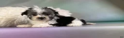 Morkie dogs for sale: Tallulah - Ad 3