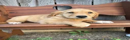 Golden Retriever dogs for sale: Bo  - Ad 9