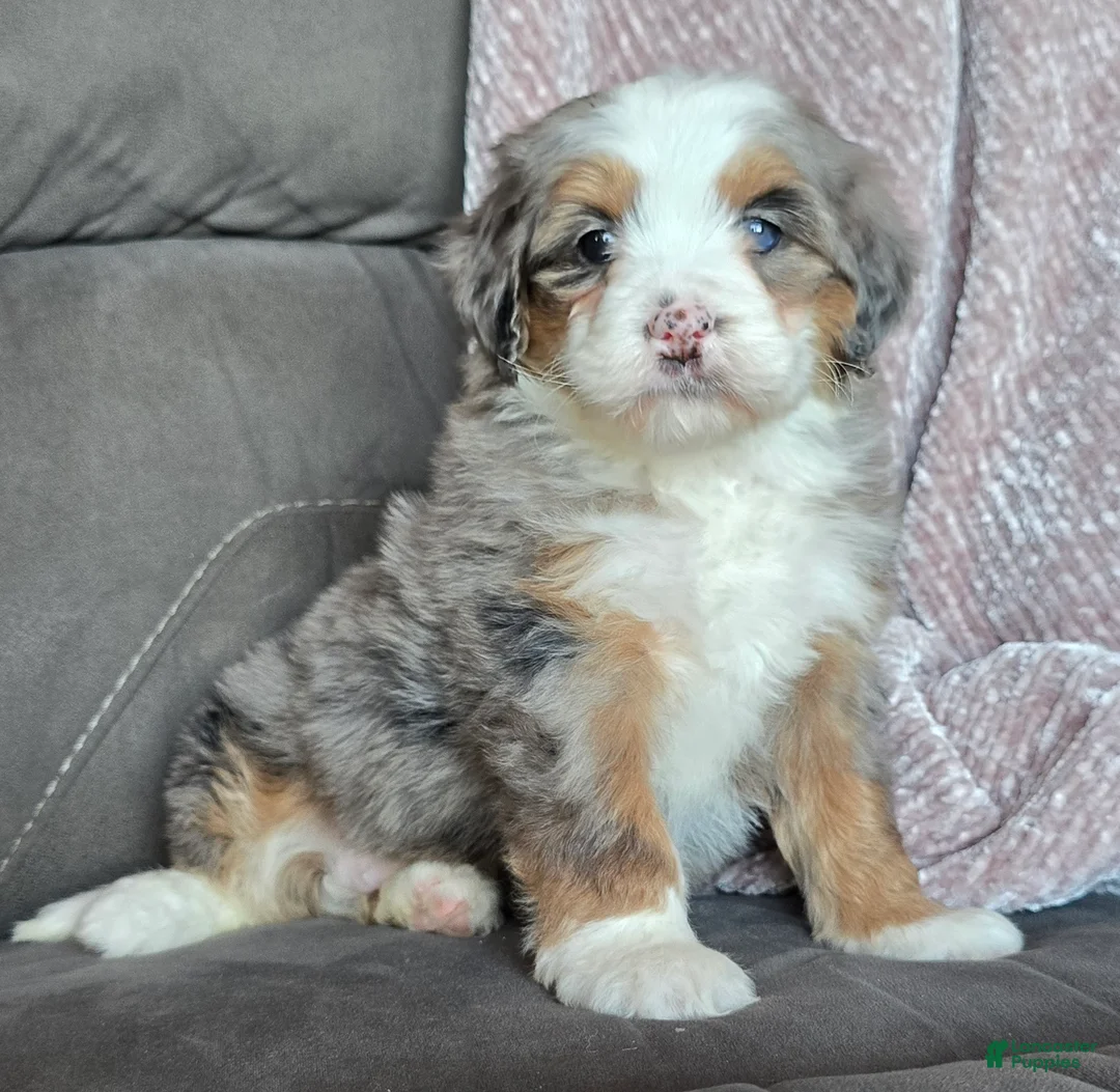 Mini Bernedoodle dogs for sale: Mini Oakley - Ad 9