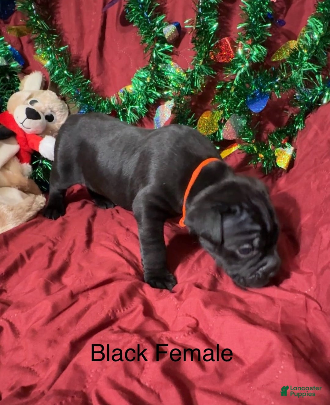 Cane Corso dogs for sale: Orange - Ad 7