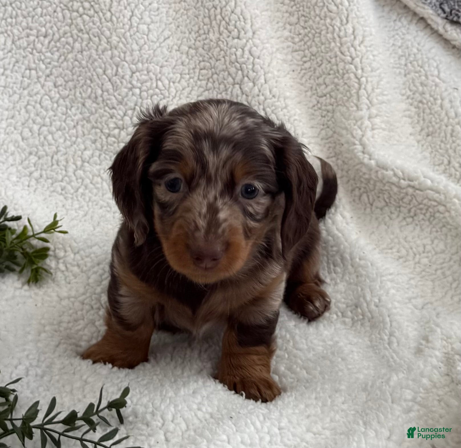 Miniature Dachshund dogs Tanner - Ad 2
