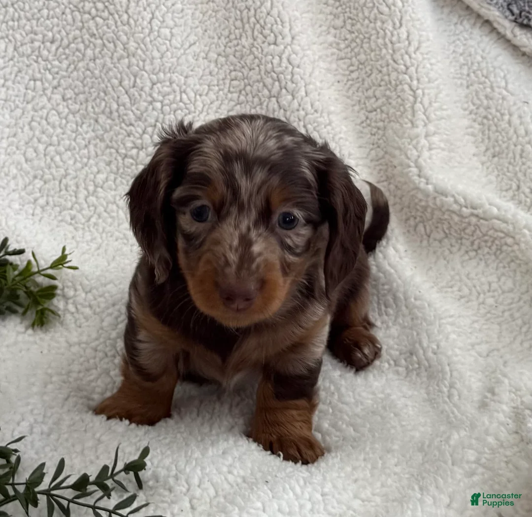 Miniature Dachshund dogs for sale: Tanner - Ad 2