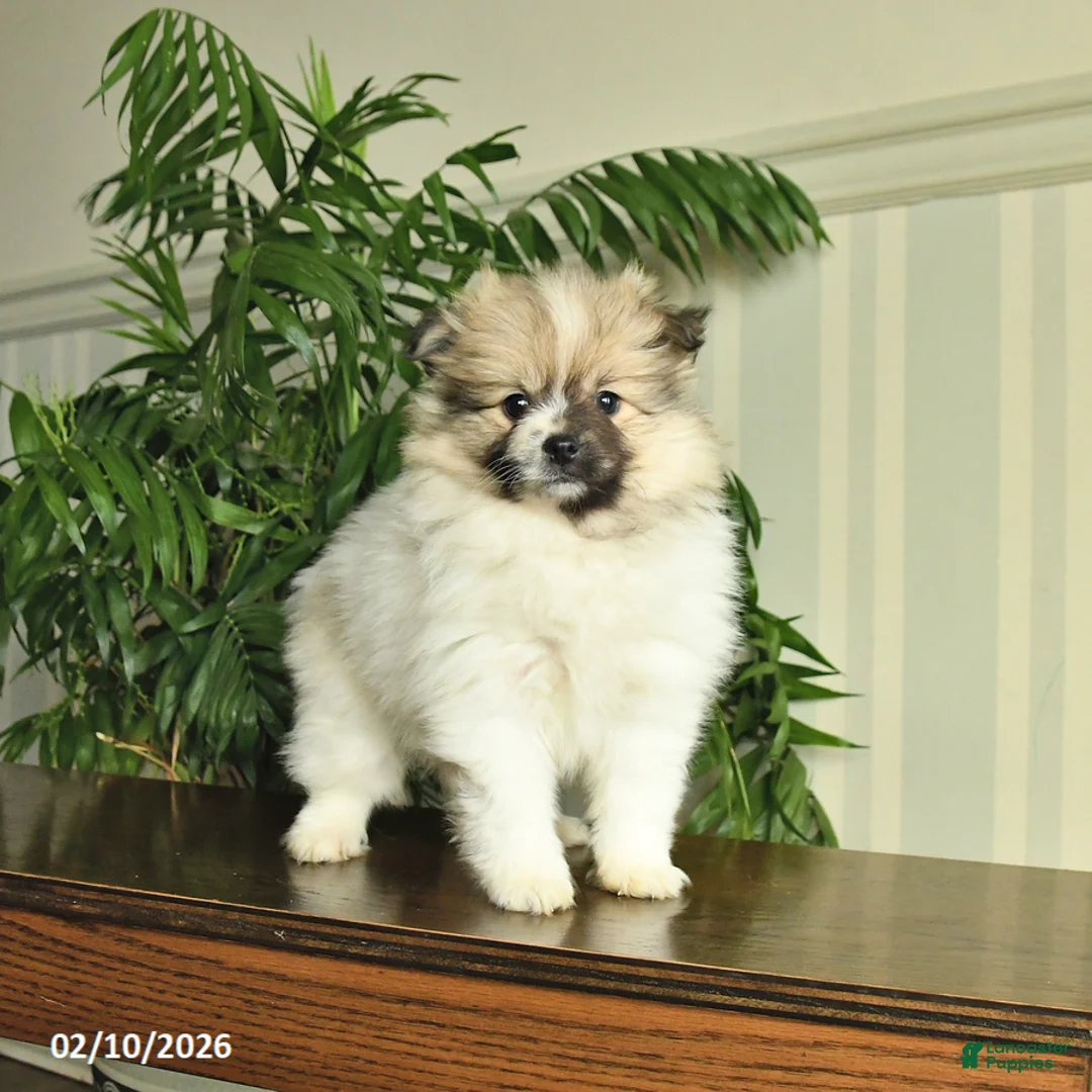 Pomeranian dogs for sale: Lilac - Ad 1