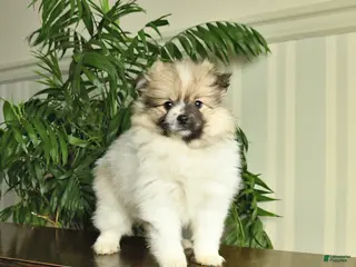 Pomeranian dogs Lilac - Ad 39