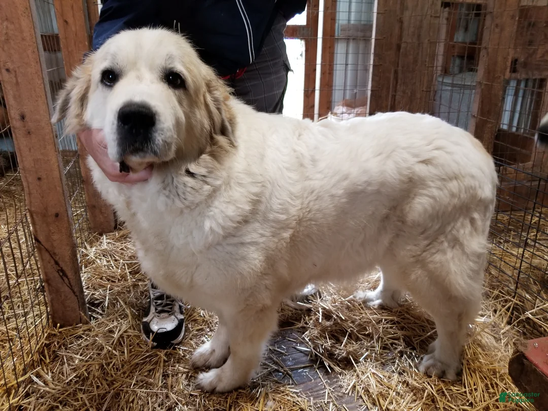 Great Pyrenees dogs for sale: Great Pyrenees Puppy 2 - Ad 6