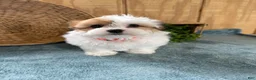 Teddy Bear dogs for sale: Precious - Ad 10