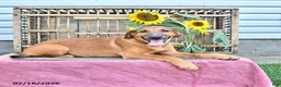 Golden Shepherd dogs for sale: Roxy - Ad 2