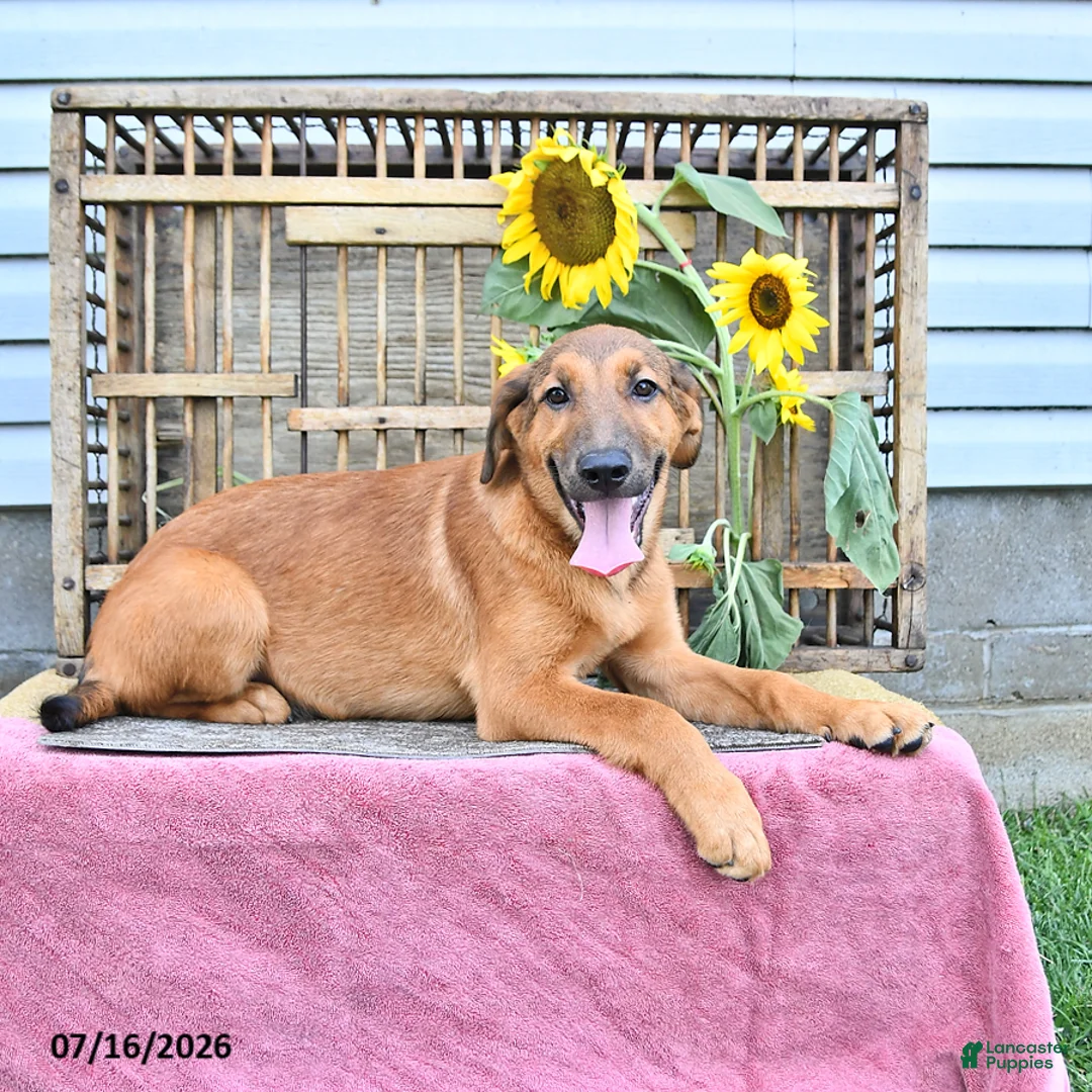 Golden Shepherd dogs for sale: Roxy - Ad 2