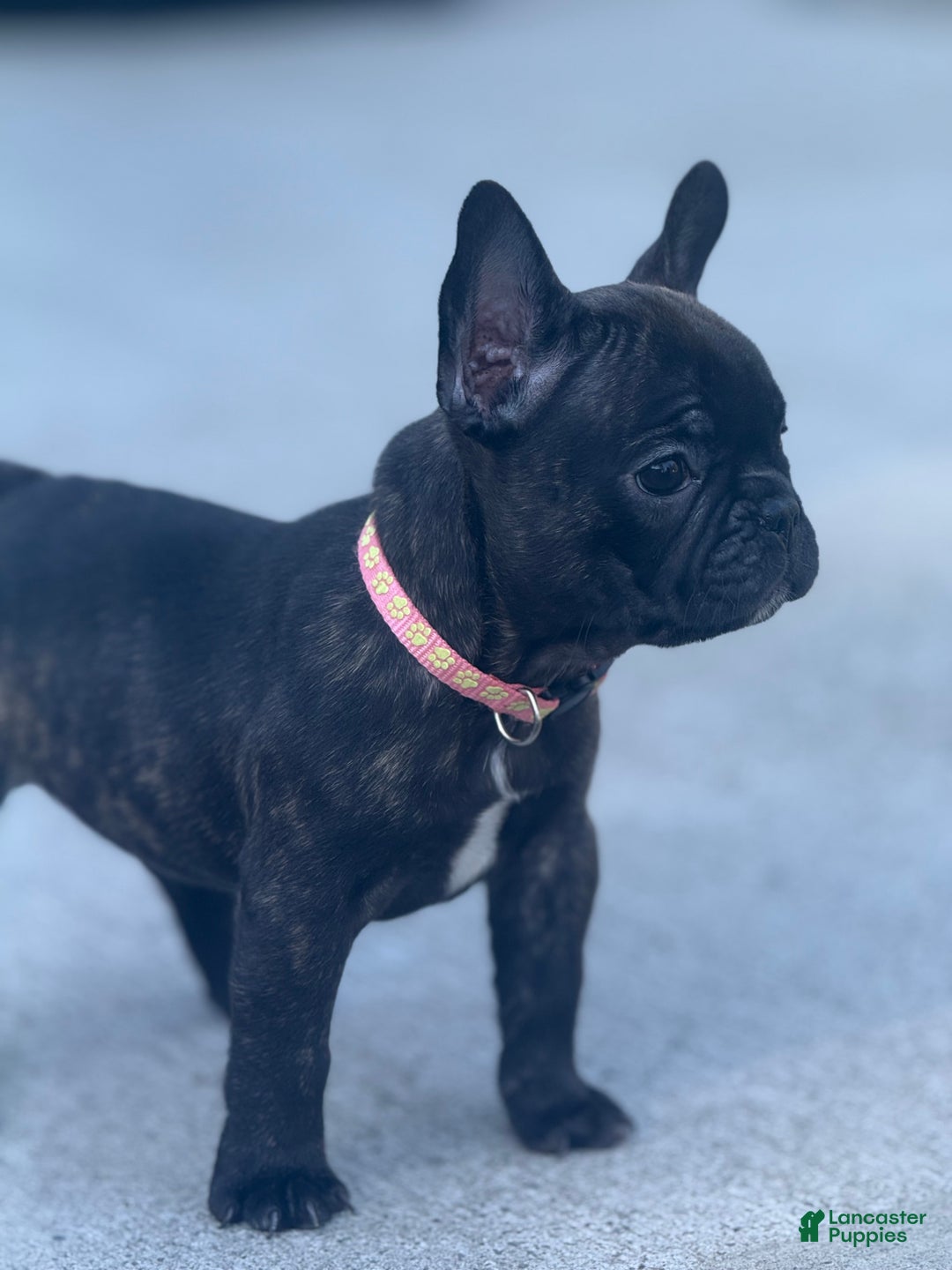 French Bulldog dogs for sale: French Bulldog Puppy 2 - Ad 6