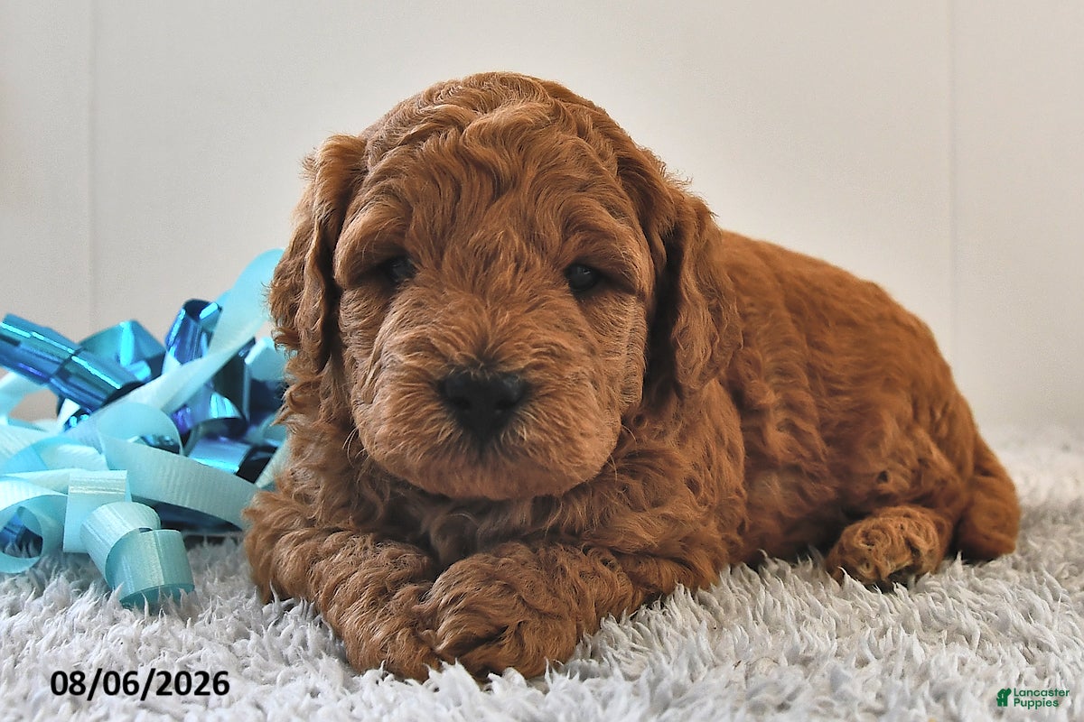 Mini Goldendoodle dogs Penny - Ad 2